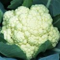 Indo chinese cauliflower