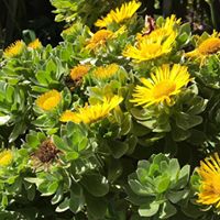 Foto del perfil de Fernanda Ebert