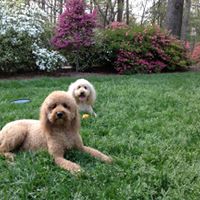 Foto del perfil de Lynne Greenoe