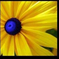 Foto del perfil de Sue Mauro